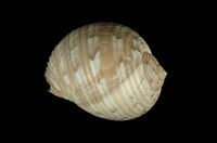 藏品(中華鶉螺)的圖片